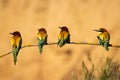 Group of European bee-eaters perched on a branch on a blurry golden background