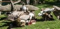 Group of European Griffon Vulture eating meat over natural background