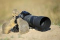 Group of european ground squirrels looking to big professional