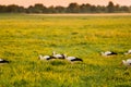 Group Of European White Storks Ciconia Ciconia Feeding In Summer Meadow. Wild Birds In Sunny Evening In Belarus Royalty Free Stock Photo