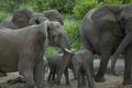 A group of excited elephant cows