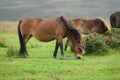 Exmoor ponies grazing in national park