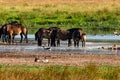 Exmoor ponies between geese Royalty Free Stock Photo