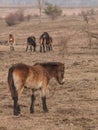 Group of Exmoor ponies on meadow