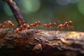 a group of exotic ants marching on a tree branch