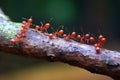 a group of exotic ants marching on a tree branch