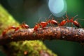 a group of exotic ants marching on a tree branch