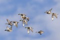 Group of Falcated duck flying in a blue sky as a background. Royalty Free Stock Photo