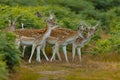 Group of fallow bucks in a meadow. Royalty Free Stock Photo