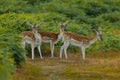 Group of fallow bucks in a meadow. Royalty Free Stock Photo