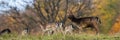 Group of fallow deer standing on field in horizontal shot. Royalty Free Stock Photo