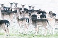 Group of fallow deer standing together in snowy meadow. Royalty Free Stock Photo