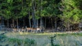 Group of Fallow Deer doe Dama dama grazing on the edge of the forest in the natural habitat of mixed woodland and open grassland