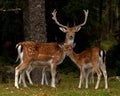 A group of fallow deer, with doe, fawn and buck in a forest in Sweden