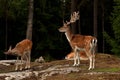 A group of fallow deer, in a forest in Sweden Royalty Free Stock Photo