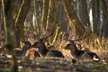 Group of fallow deer lying on the ground in sunlight
