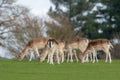 A group of Fallow deer in a meadow Royalty Free Stock Photo