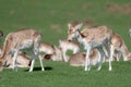 A group of Fallow deer in a meadow Royalty Free Stock Photo