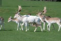 A group of Fallow deer in a meadow Royalty Free Stock Photo