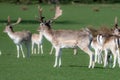 A group of Fallow deer in a meadow Royalty Free Stock Photo