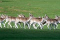 A group of Fallow deer in a meadow Royalty Free Stock Photo