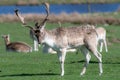 A group of Fallow deer in a meadow Royalty Free Stock Photo