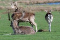 A group of Fallow deer in a meadow Royalty Free Stock Photo