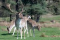 A group of Fallow deer in a meadow Royalty Free Stock Photo