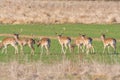 A group of Fallow deer in a meadow. Dama dama Royalty Free Stock Photo