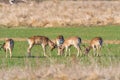 A group of Fallow deer in a meadow. Dama dama Royalty Free Stock Photo