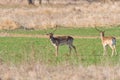 A group of Fallow deer in a meadow. Dama dama Royalty Free Stock Photo