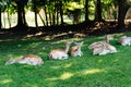 A group of fallow deer resting on the grass in the shade of trees Royalty Free Stock Photo