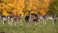 Group of fallow deer standing on field in autumn nature