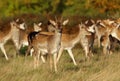 Group of fallow deer standing in the meadow Royalty Free Stock Photo