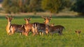 Group of fallow deer standing on meadow in summer sunset