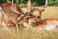 deer Group of fallow stags with a fawn playing