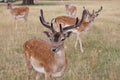 Group fallow stag deer look to camera