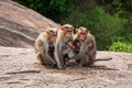 Group of families... Monkey family photo Royalty Free Stock Photo