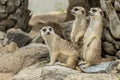 Family of cute Slender-Tailed Meerkats Suricata suricatta Royalty Free Stock Photo