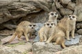 Family of cute Slender-Tailed Meerkats Suricata suricatta Royalty Free Stock Photo