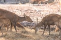 Group of family deer eating grasses on ground