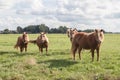 Group family of horses ponies in a field Royalty Free Stock Photo