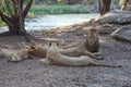 Group family lion is sleep and rest in garden Royalty Free Stock Photo