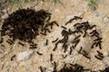 Family of spring caterpillars on the ground Royalty Free Stock Photo