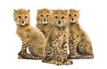 Group of a family of three months old cheetah cubs sitting