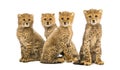 Group of a family of three months old cheetah cubs sitting Royalty Free Stock Photo