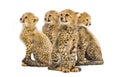 Group of a family of three months old cheetah cubs sitting