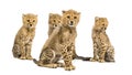 Group of a family of three months old cheetah cubs sitting