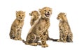 Group of a family of three months old cheetah cubs sitting