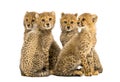 Group of a family of three months old cheetah cubs sitting Royalty Free Stock Photo